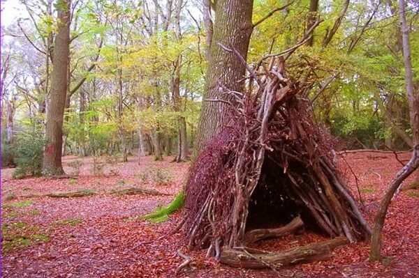 Tìm Nơi Trú Ẩn Trong Rừng